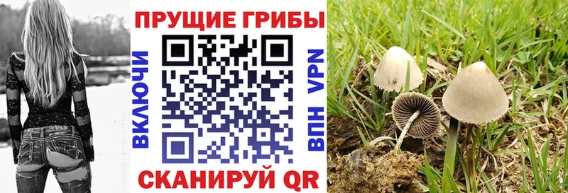 Псилоцибиновые грибы Psilocybine cubensis  купить  сайты  Гагарин 